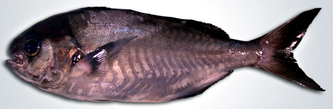 Schedophilus ovalis_03.jpg